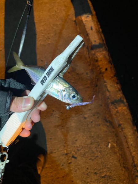 予報と違う風(๑•ૅㅁ•๑)