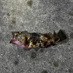 ガシラ、大アジ 釣れました