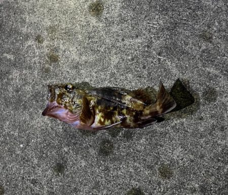 ガシラ、大アジ 釣れました