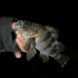 幸せライトゲーム🎣