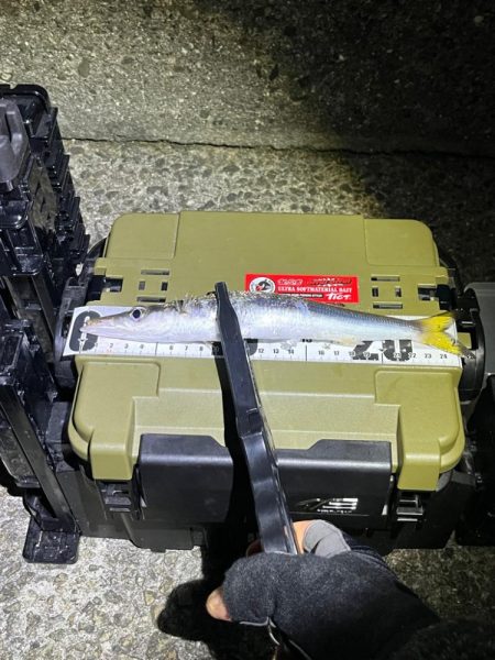 ナイトアジング