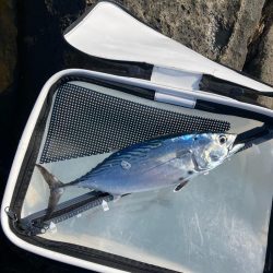 磯でフカセ釣り