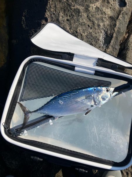 磯でフカセ釣り