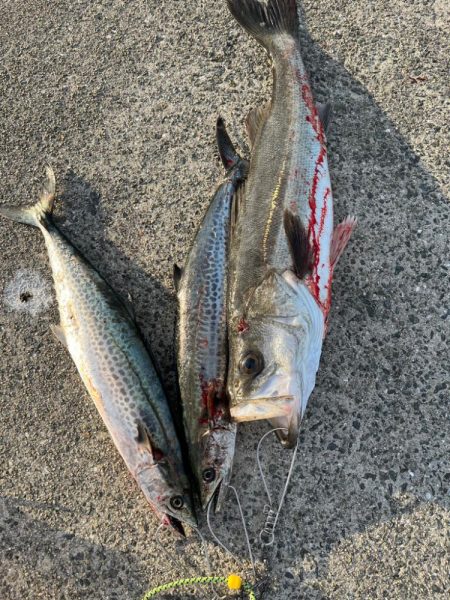 ショアジギング