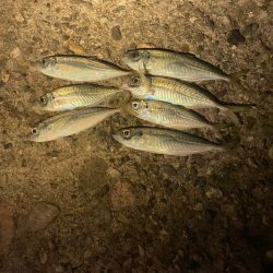 釣り納めアジング