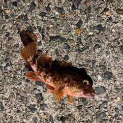 冬のライトゲーム