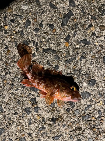 冬のライトゲーム