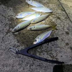 大アジよく釣れます