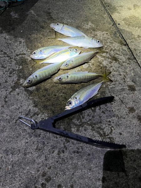 大アジよく釣れます