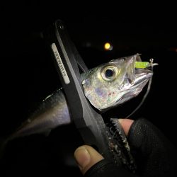 仕事帰りアジング