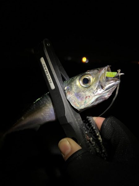 仕事帰りアジング