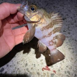 厳しい釣り納め