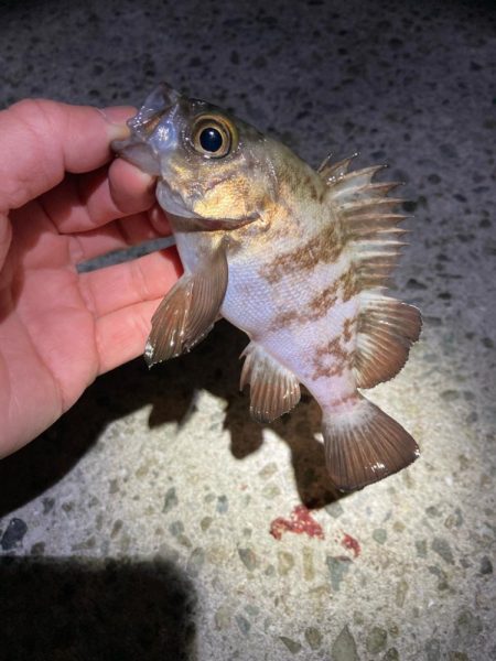 厳しい釣り納め