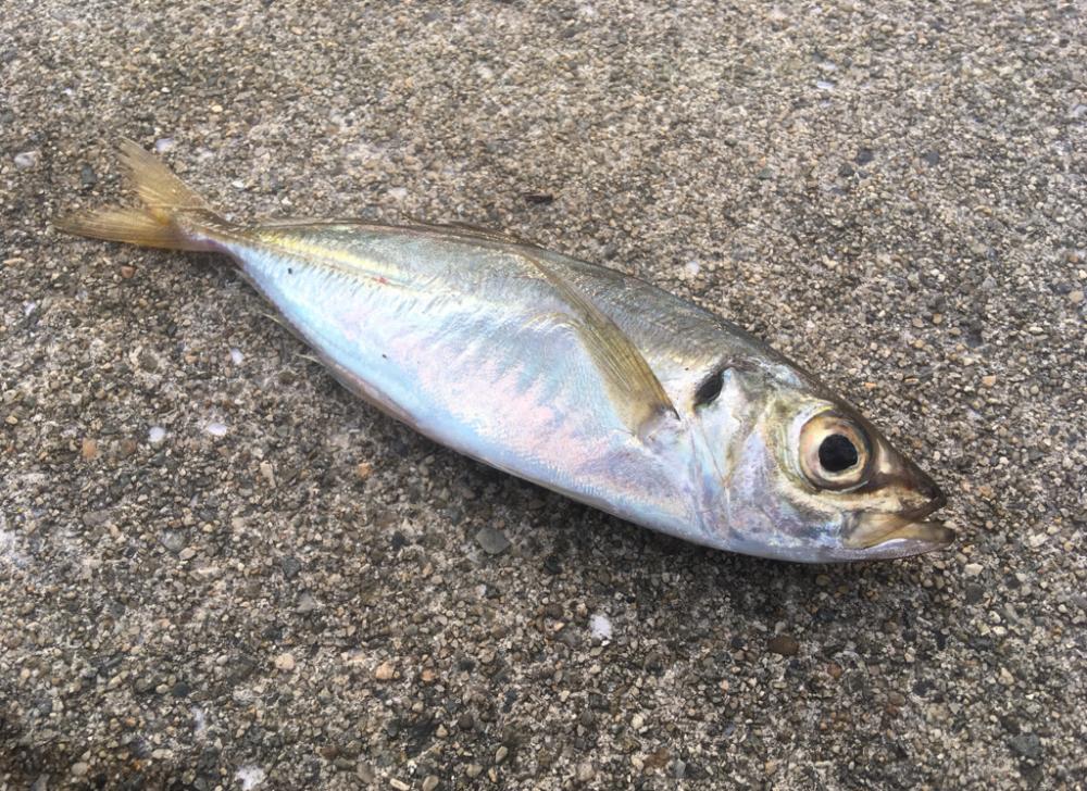 タチウオも青物も不発