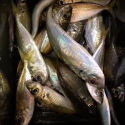 ライトゲーム丼が食べたくて