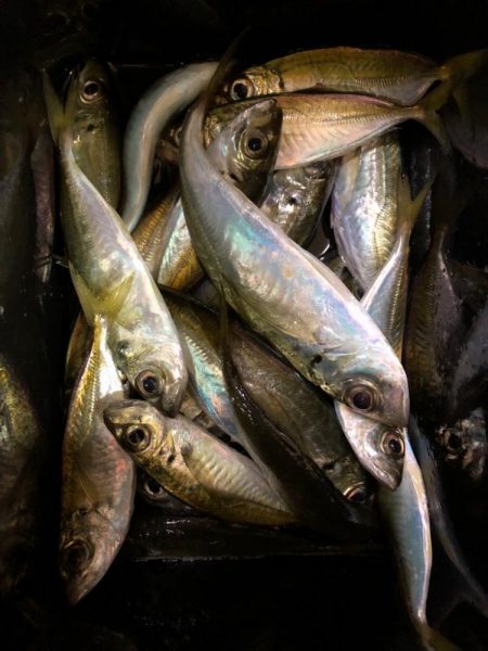 ライトゲーム丼が食べたくて