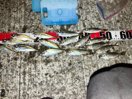 淡路島サビキで珍魚