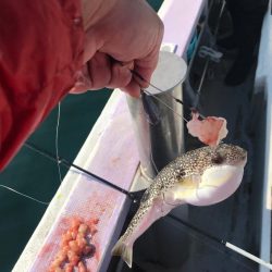 室津のカットウ釣り