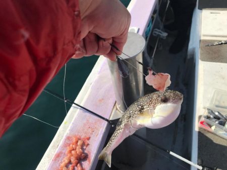 室津のカットウ釣り