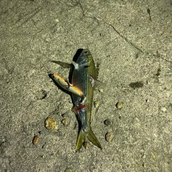 シーバスの深夜練