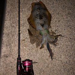 【姫路〜淡路島エリア】ヒイカとアオリイカ