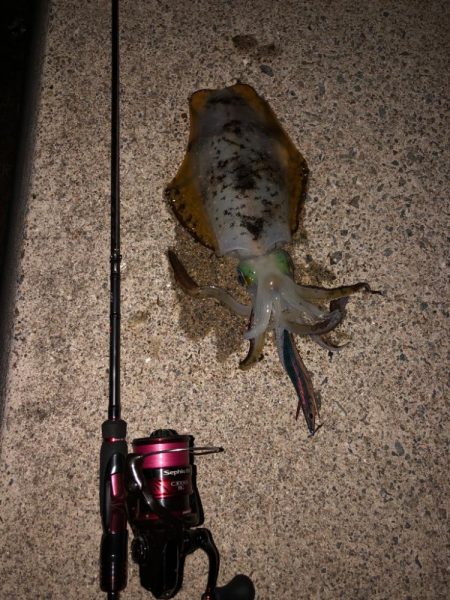 【姫路〜淡路島エリア】ヒイカとアオリイカ