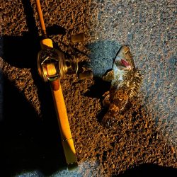 冬の朝のライトゲーム