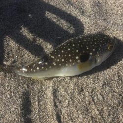 釣り納め　福を呼ぶ