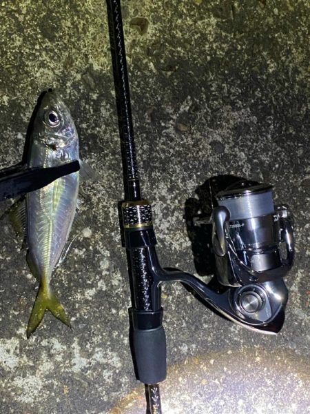 大阪市内でアジング入れ食い