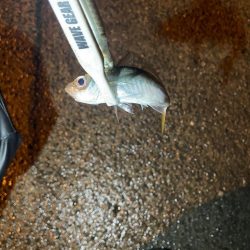 アジング楽しい