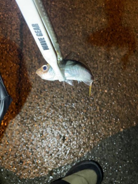 アジング楽しい