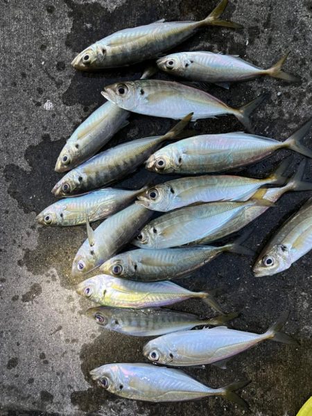 大アジよく釣れました