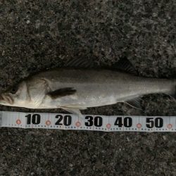 12月シーバス釣行