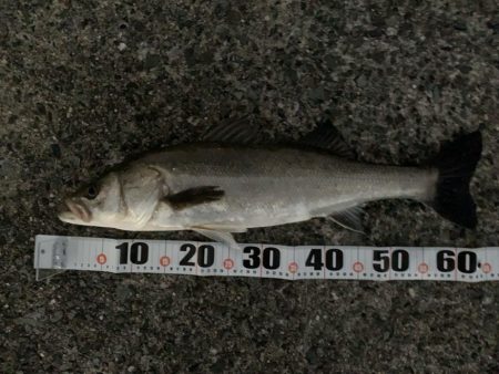 12月シーバス釣行