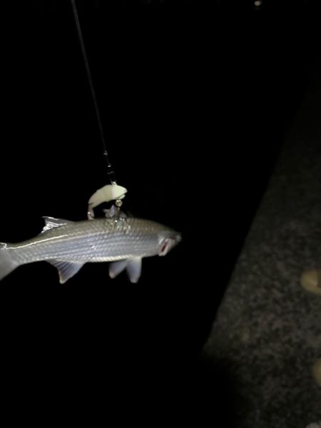 初シーバス狙い！