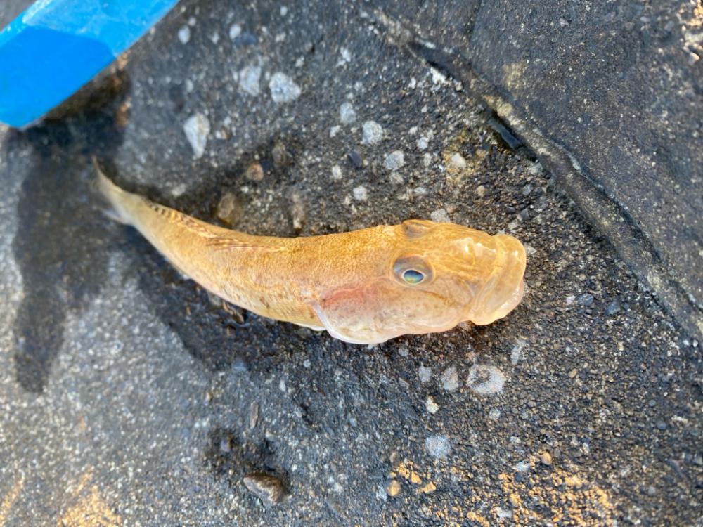 ハゼ釣り