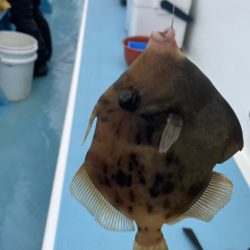 相模湾でのカワハギ