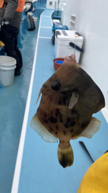 相模湾でのカワハギ