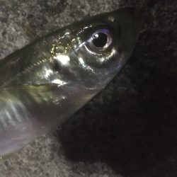 青物シーズン終了間近か