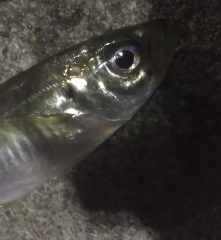 青物シーズン終了間近か