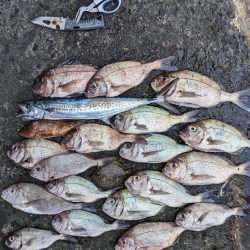 ライトタックルで鯛など