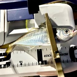 ジグ単de ~アジング♪ マジか?