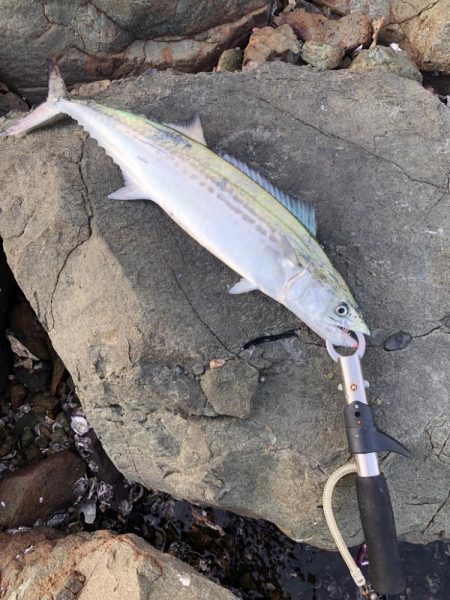 サゴシが食べたくて 2日目