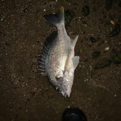 淀川のチニング