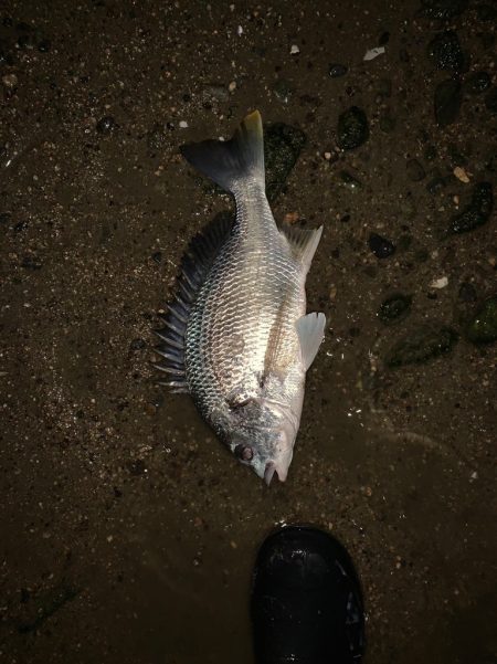 淀川のチニング