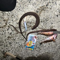 飲ませ仕掛けを使用したブッコミ釣り