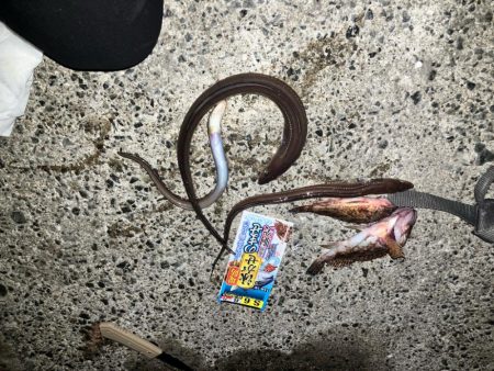 飲ませ仕掛けを使用したブッコミ釣り