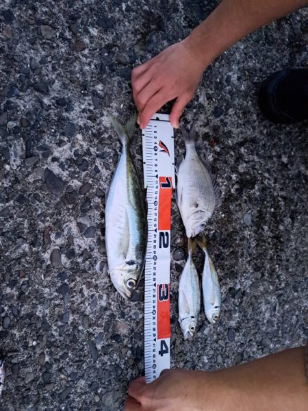 尺アジ釣れました！