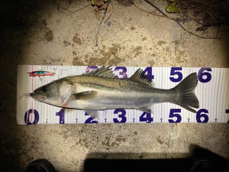 冬のシーバスフィッシング