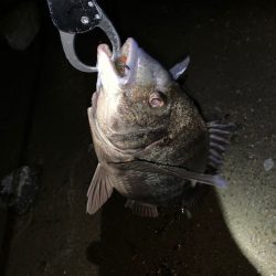 淀川の年無しキビレ